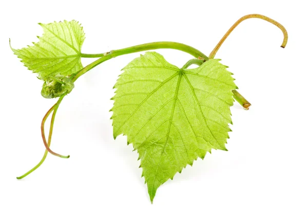 Hoja de uva verde — Foto de Stock