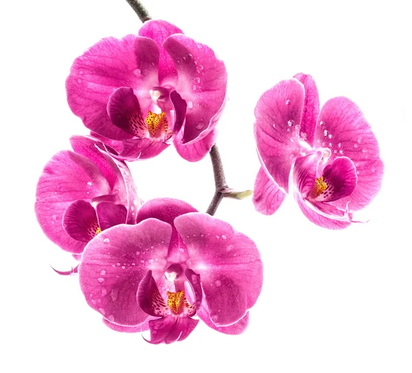 Flor de orquídea — Foto de Stock