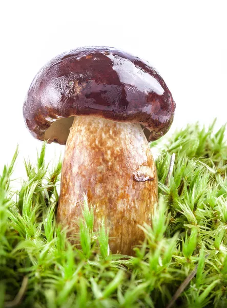 Funghi di foresta freschi su muschio — Foto Stock