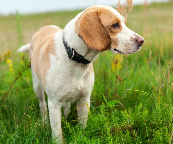 Kutya-beagle zöld réten — Stock Fotó