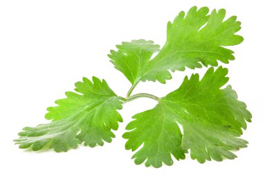 Coriander leaves clipart