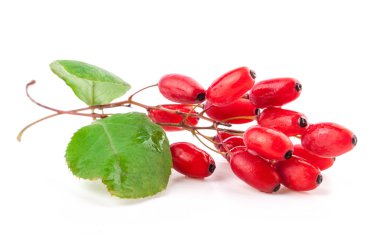 Yapraklı barberry.