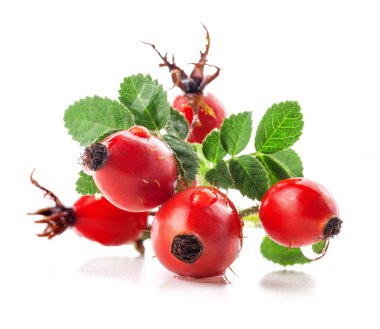 Rose hips clipart