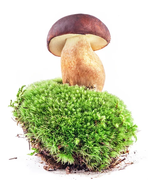 Boletus mushrooms on moss — Stock Photo, Image