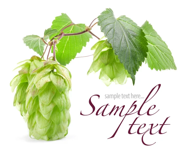 Hops with leaf — Stock Photo, Image