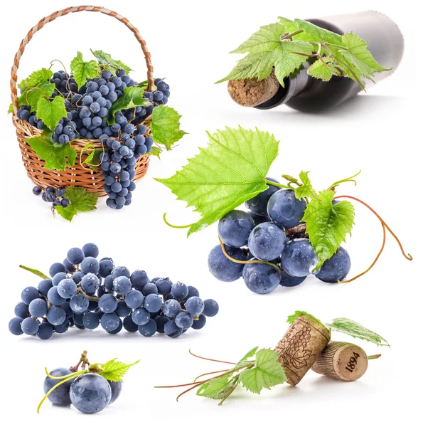 Collection of Dark grapes — Stock Photo, Image