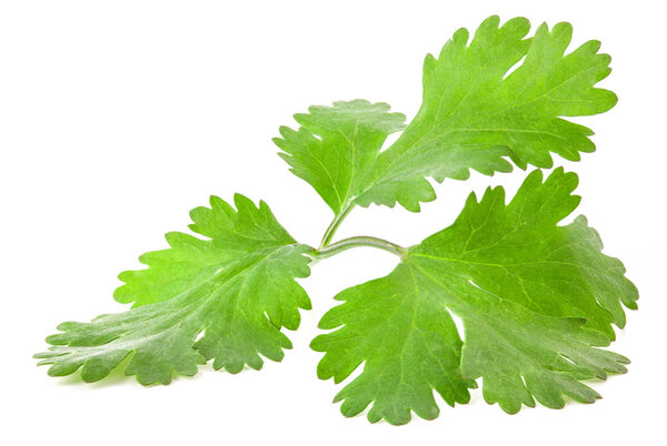 Coriander leaves