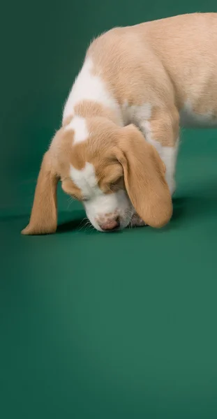 Cachorro Beagle —  Fotos de Stock