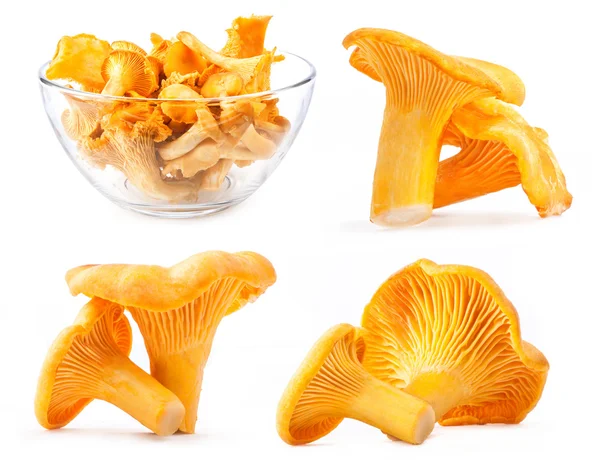 Coleção de chanterelle de cogumelos selvagens comestíveis — Fotografia de Stock
