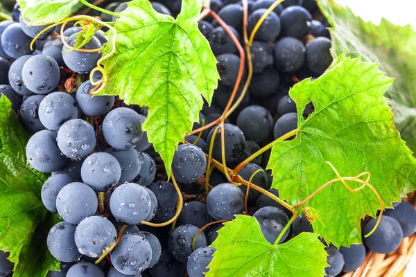 Dark grapes in a wicker basket — Stock Photo, Image