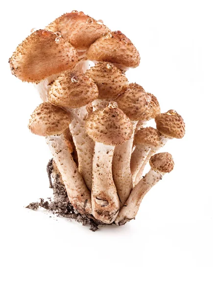 Mushrooms honey agarics — Stock Photo, Image