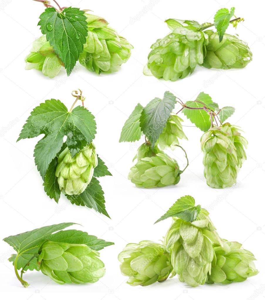 Collection of Hops