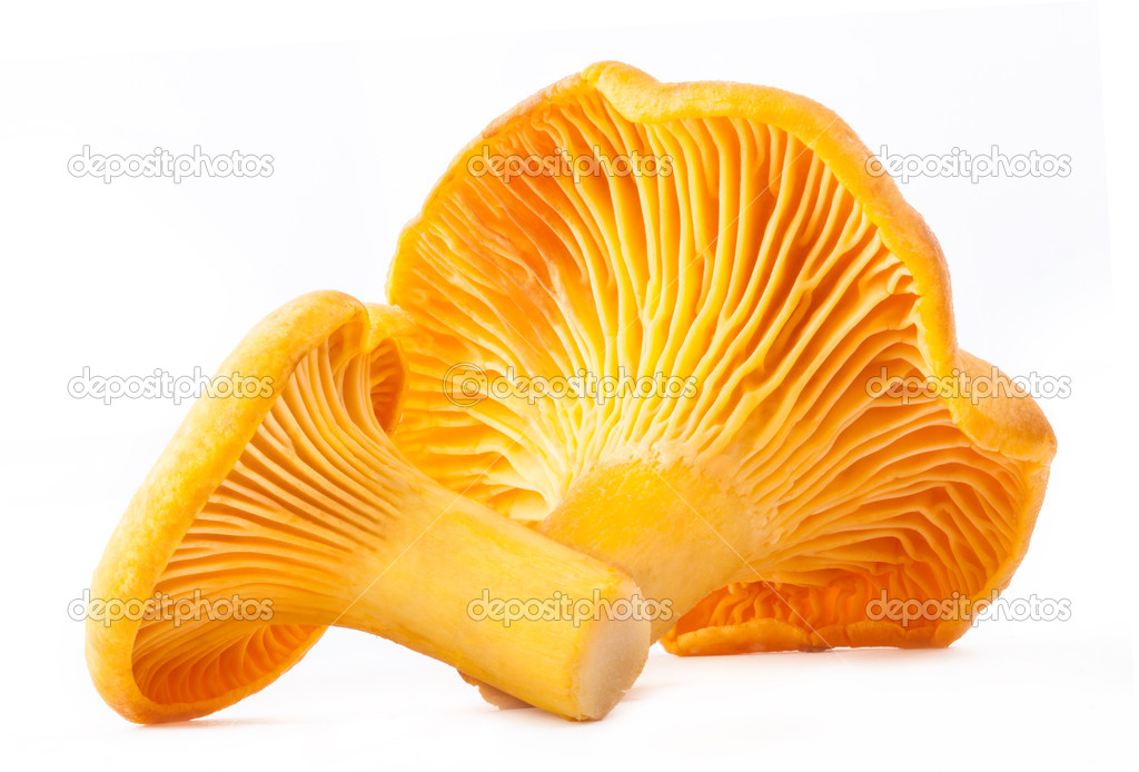 Champignon sauvage comestible chanterelle image libre de droit par msk_nina © 14074696