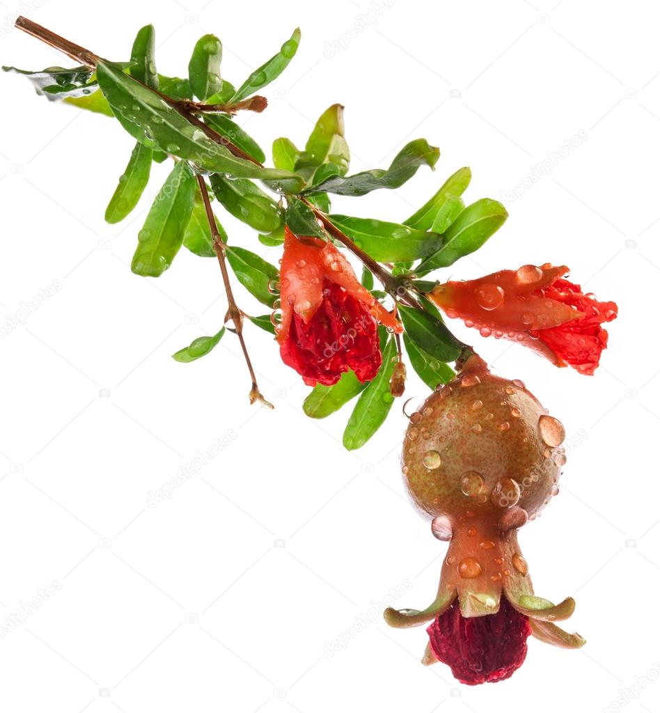 Download Pomegranate Branch Stock Photo Image By C Msk Nina 14074730