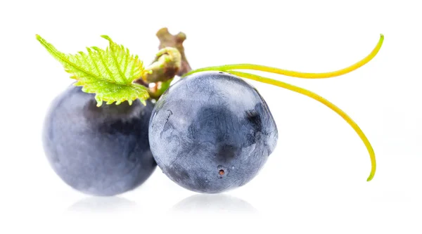 Ciemne winogrona — Zdjęcie stockowe