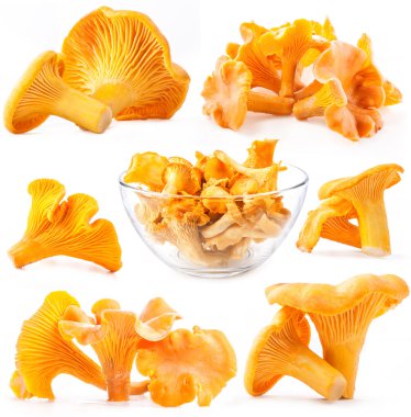 yenilebilir yabani mantar Cantharellus cibarius