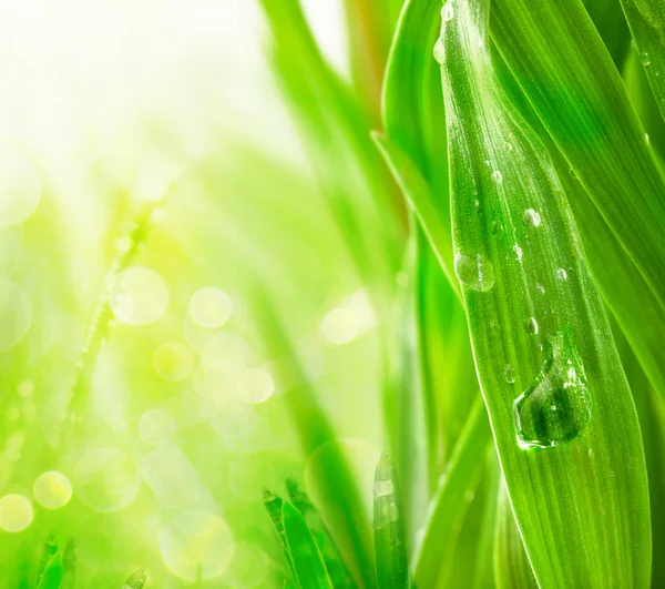 Green grass in the morning sun with water drops — Stock Photo, Image