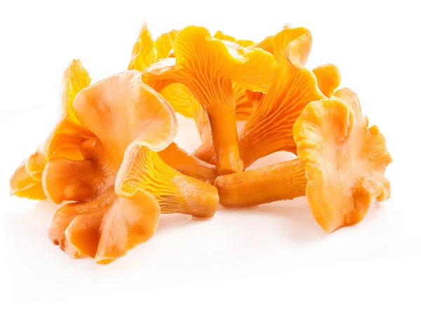 Cogumelo selvagem comestível chanterelle — Fotografia de Stock