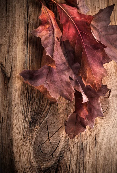 Foglie di rovere secco sullo sfondo delle vecchie tavole di legno — Foto Stock
