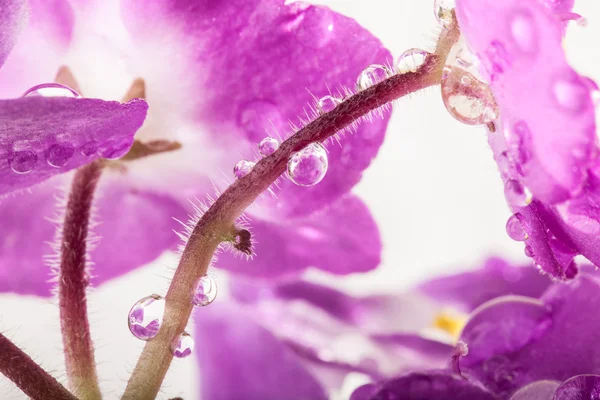 Gocce d'acqua sul gambo dei fiori viola — Foto Stock