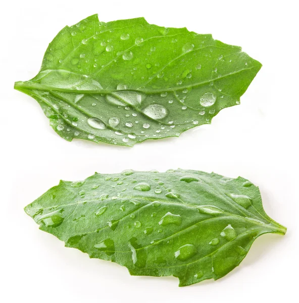 Leaves of basil with water drops — Stock Photo, Image