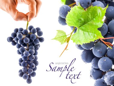 Grapes with leaves clipart
