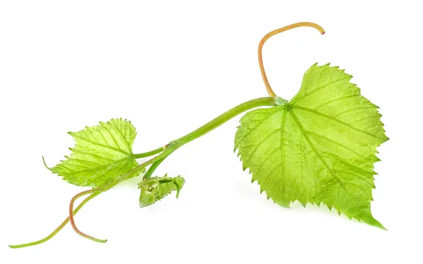 Čerstvé zelené hroznové listy — Stock fotografie