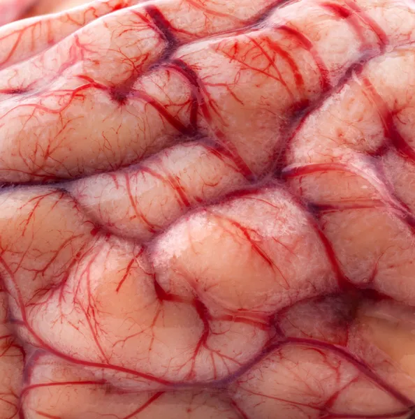 The sheep's brain — Stock Photo, Image