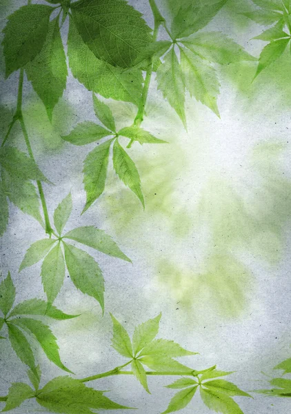 Green leaves on a vintage paper — Stock Photo, Image