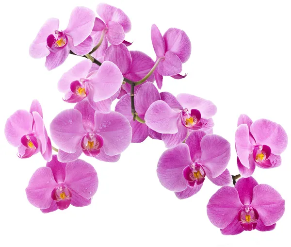 Flores de orquídeas — Fotografia de Stock