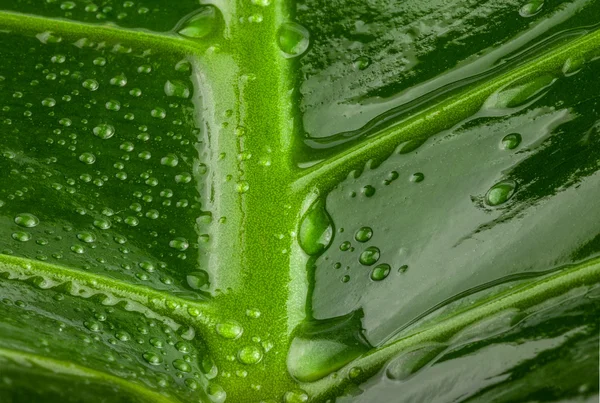 Green leaf with water drops — Stock Photo, Image