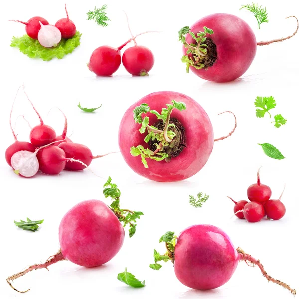 Collections of Big and small Red radish — Stock Photo, Image