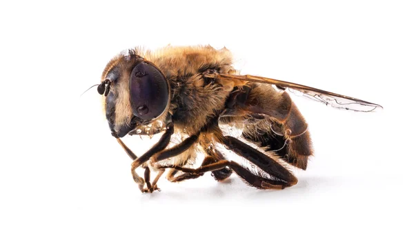 Honey bee — Stock Photo, Image