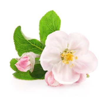 elma ağacı çiçekleri