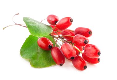 Barberry clipart