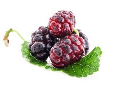 Mulberries clipart