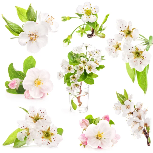 Collection of spring flowers of fruit trees — Stock Photo, Image