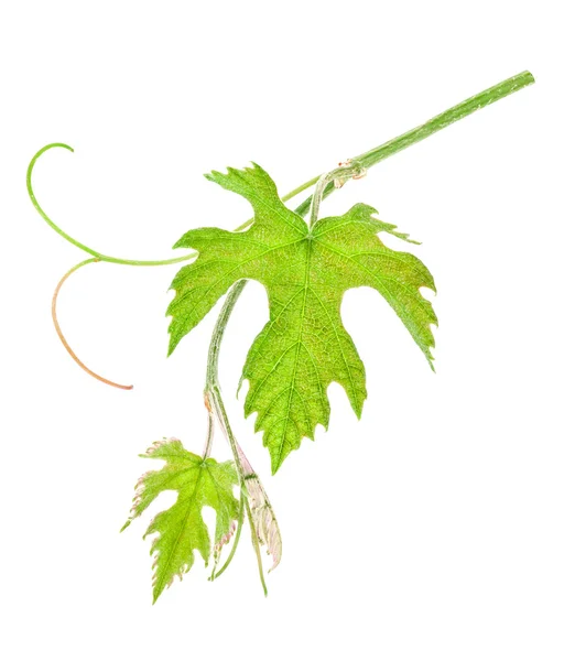 Свежий зелёный виноградный лист — стоковое фото