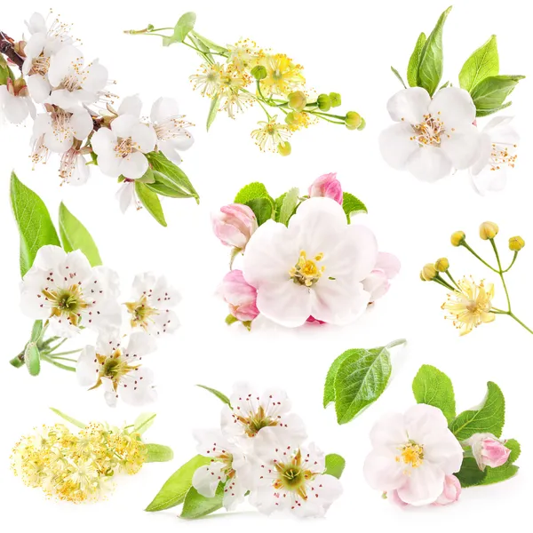 Collection of flowers of fruit trees — Stock Photo, Image