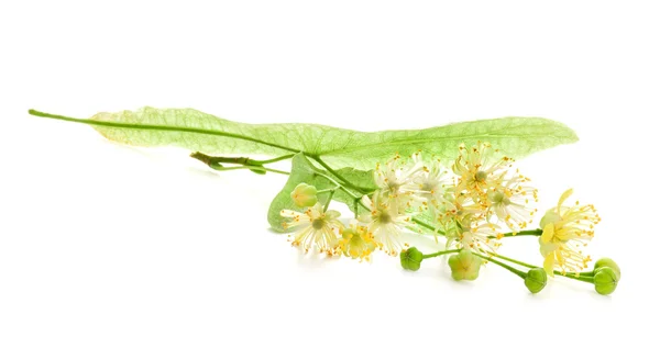 Flores de tília — Fotografia de Stock