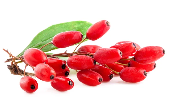 Barberry — Stock Photo, Image