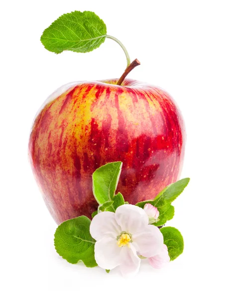 Rött äpple med blommor — Stockfoto