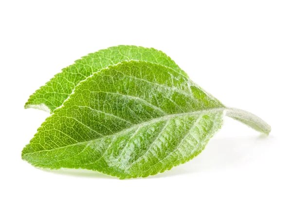 Apple leaf — Stock Photo, Image