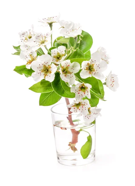 Spring flowers of pear — Stock Photo, Image