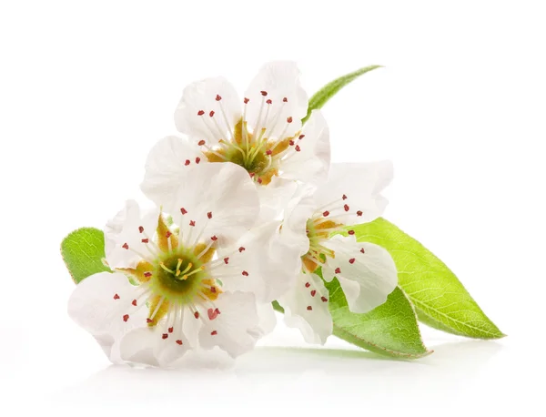 Spring flowers of pear — Stock Photo, Image