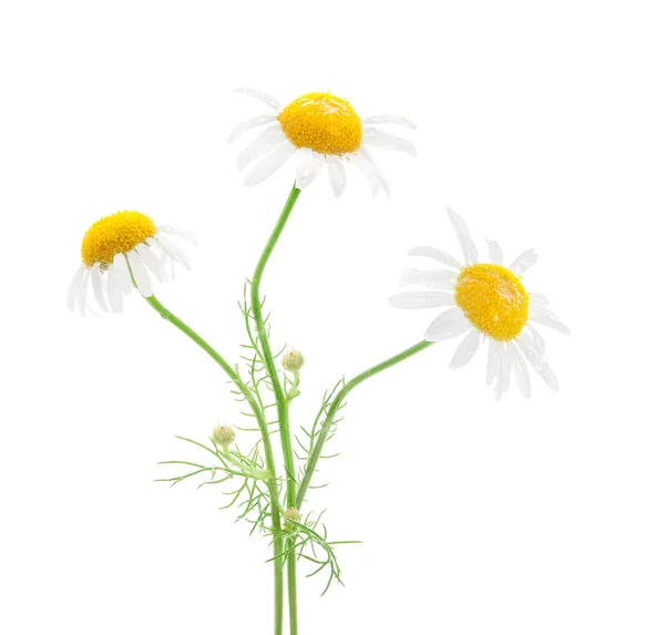 Kwiaty rumianku medyczne — Zdjęcie stockowe