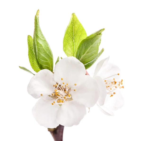 Aprikosenblüten — Stockfoto