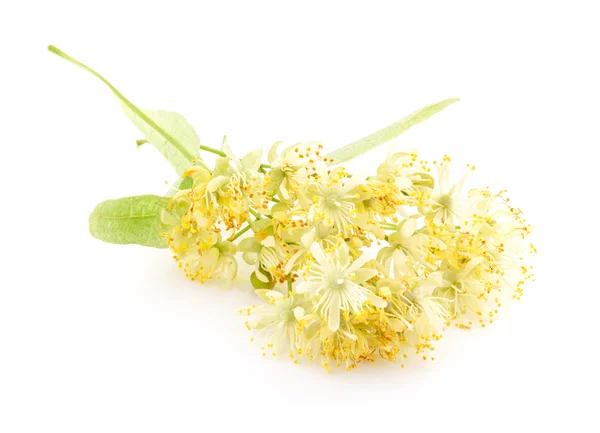 Linden bloemen — Stockfoto