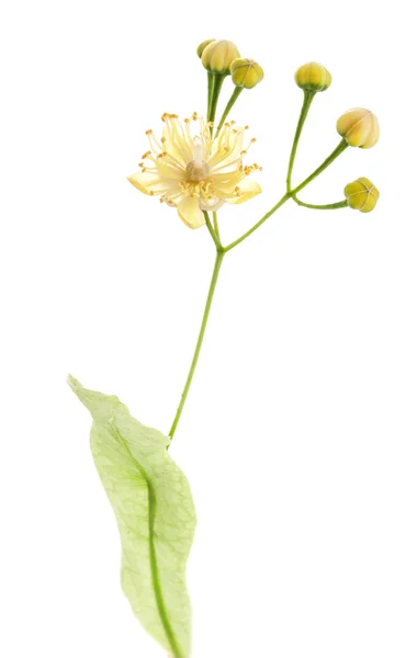 Linden bloemen — Stockfoto