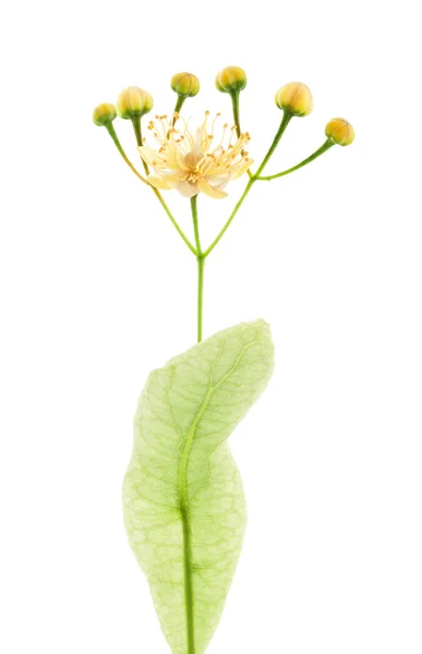 Flores de tília — Fotografia de Stock
